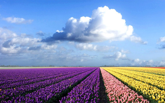 плантація тюльпанів в Голландії