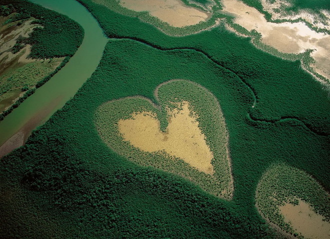 Мангровий ліс в Новій Каледонії.