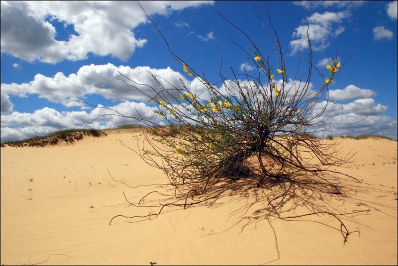 Олешківські піски - природне диво України та найбільша пустеля Європи