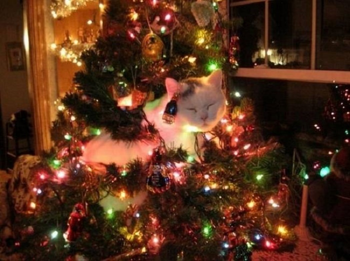 12 котів, які відзначили Новий рік і чекають на Різдво - фото 8