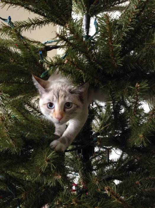 12 котів, які відзначили Новий рік і чекають на Різдво - фото 1