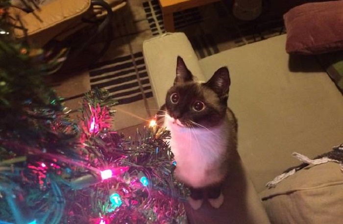 12 котів, які відзначили Новий рік і чекають на Різдво - фото 10