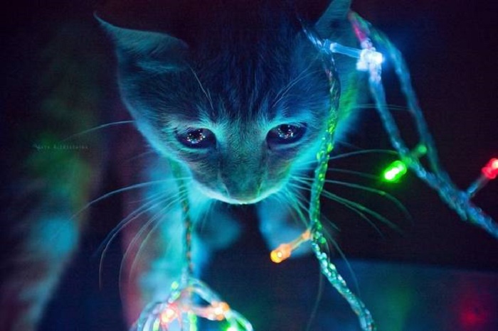 12 котів, які відзначили Новий рік і чекають на Різдво - фото 11