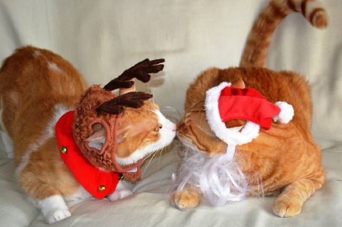 12 котів, які відзначили Новий рік і чекають на Різдво - фото 12