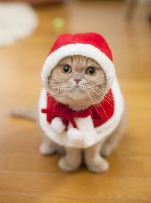 12 котів, які відзначили Новий рік і чекають на Різдво - фото 3