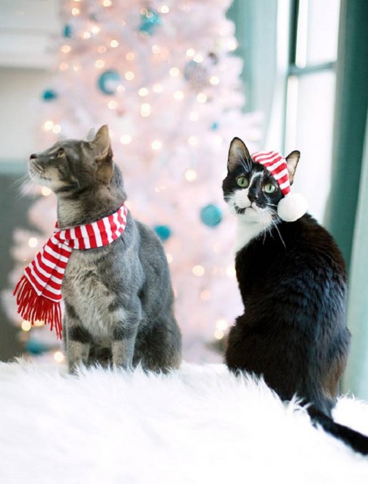 12 котів, які відзначили Новий рік і чекають на Різдво - фото 4