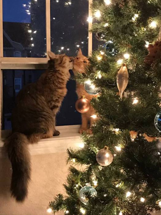 12 котів, які відзначили Новий рік і чекають на Різдво - фото 5