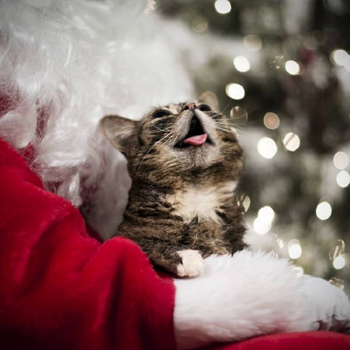 12 котів, які відзначили Новий рік і чекають на Різдво - фото 6