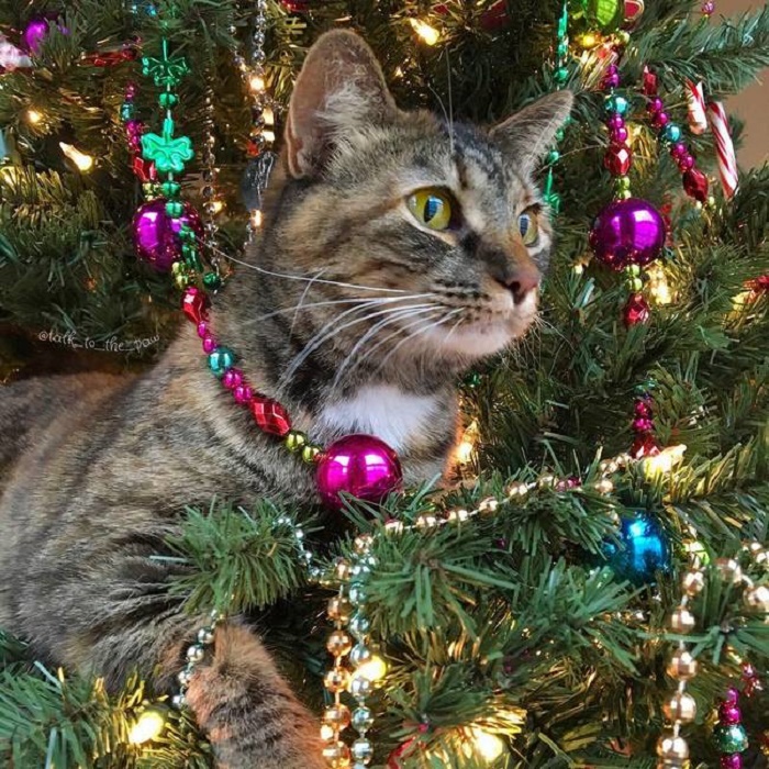 12 котів, які відзначили Новий рік і чекають на Різдво - фото 7