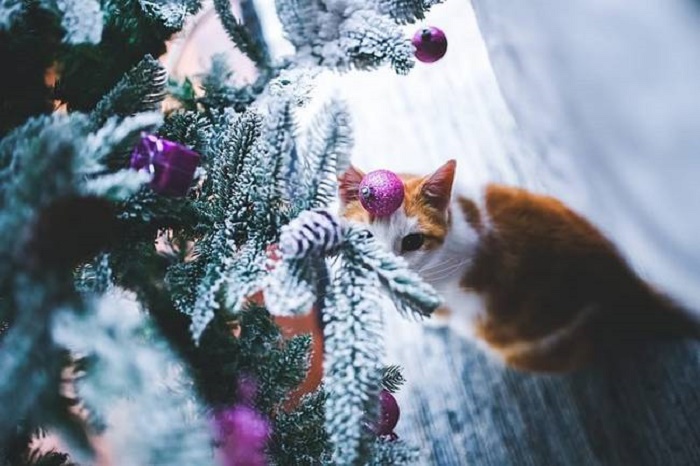 12 котів, які відзначили Новий рік і чекають на Різдво - фото 9