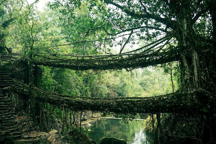 Міст з коріння дерев в Індії.