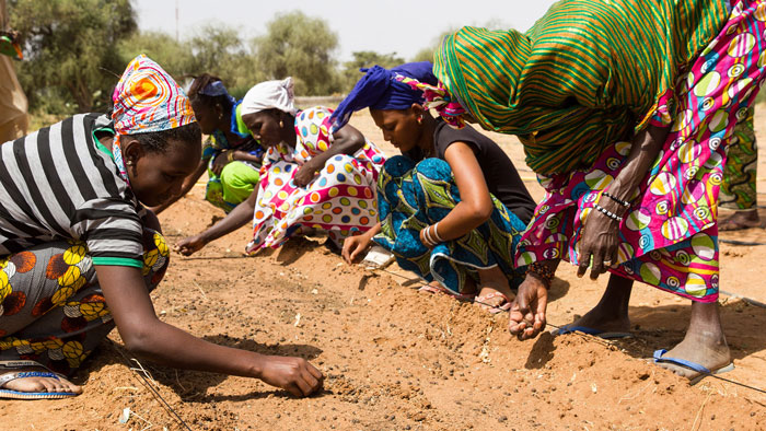 Зупинити кліматичні зміни та бідність: понад 20 країн Африки будують  «Велику Зелену стіну» | Журнал ECOBUSINESS