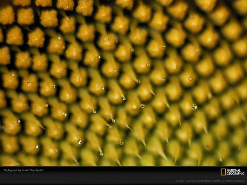 Крапельки роси на суцвіттях в головці соняшника. (Jozsef Szentpeteri)