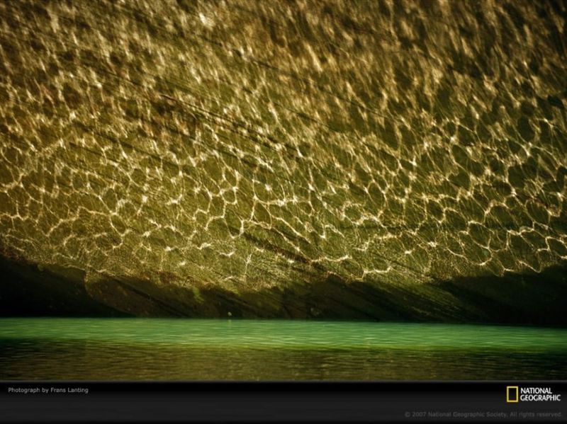 Відбиваючись від води, світло малює павині візерунки на стіні скелі в національному парку Глен Каньйон в штаті Юта. (Frans Lanting)