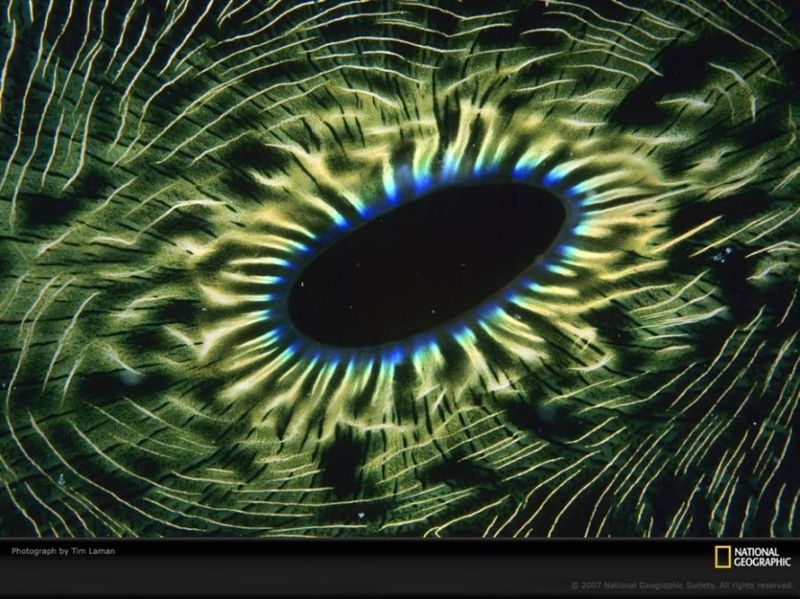 Райдужні точки навколо мантії гігантського молюска в Палау, Мікронезія. Мантія - це зовнішній шар, що виділяє секреції раковини молюска. (Tim Laman)