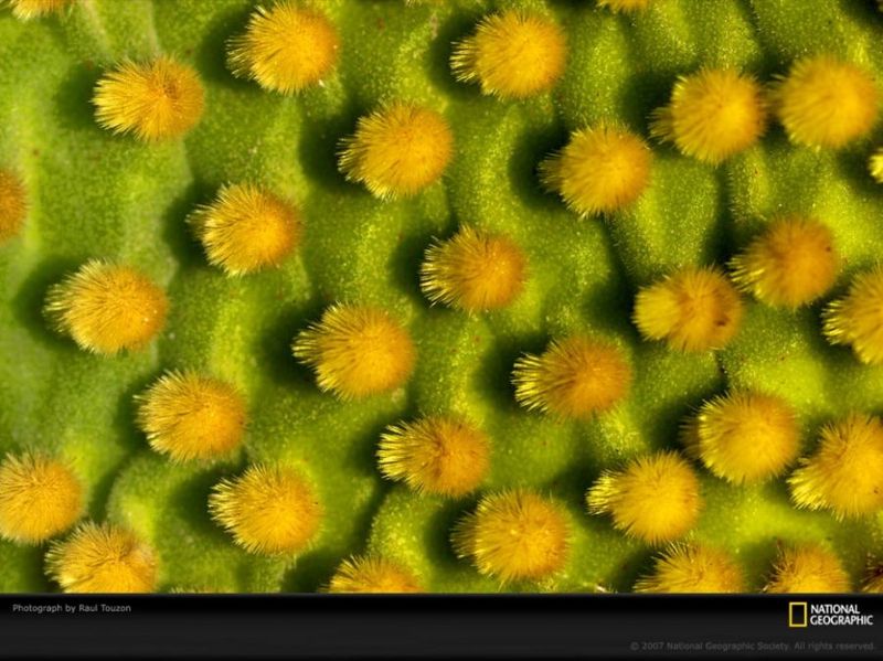 Жовті пучки на кактусі в Манзанілло, Мексика. (Raul Touzon)
