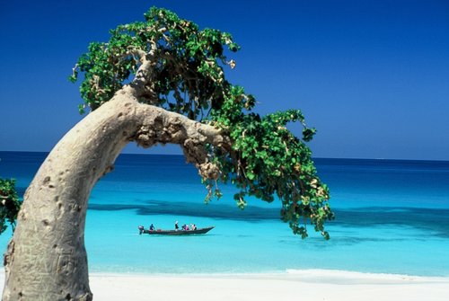 2-огіркове дерево острова Сокотра