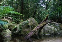Дивовижна природа вологих тропіків Квінсленда (4)