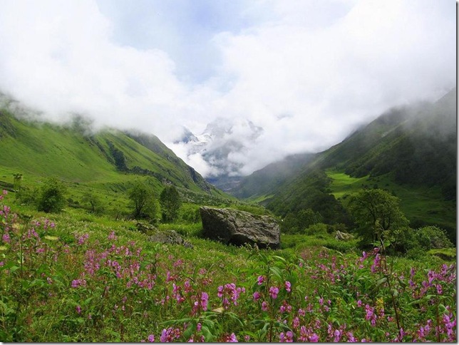Парк Долина Квітів в Індії - дивовижний сплеск кольору або квітковий рай (8)