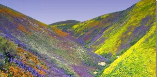 Парк Долина Квітів в Індії - дивовижний сплеск кольору або квітковий рай (1)