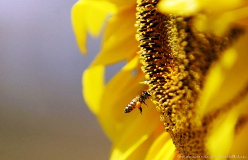 З цих квітів бджоли збирають дуже багато меду