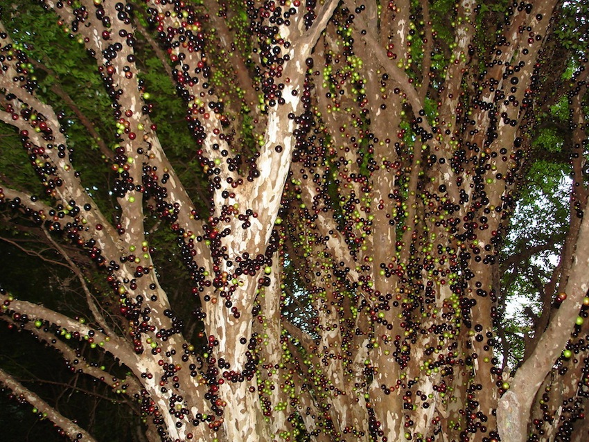 Дивовижне бразильське дерево джаботікаба (10)