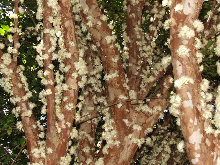 Дивовижне бразильське дерево джаботікаба (7)