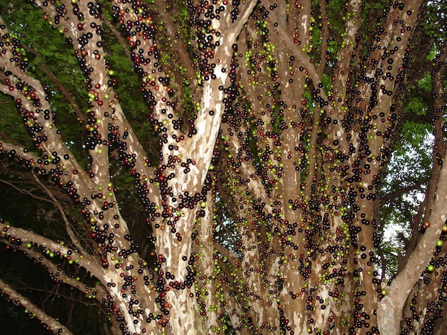 Дивовижне бразильське дерево джаботікаба (1)