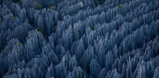 Кам'яний ліс Мадагаскару (14)