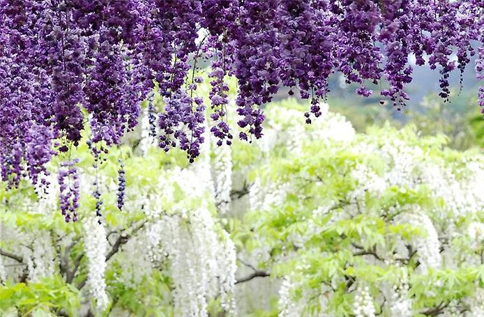 Каваті Фудзі. Сад казкових квітів (14)