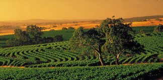 Долина Баросса - центр виноробства Австралії (8)