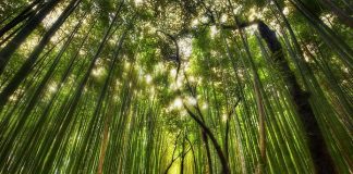 Бамбуковий ліс Саган (1)
