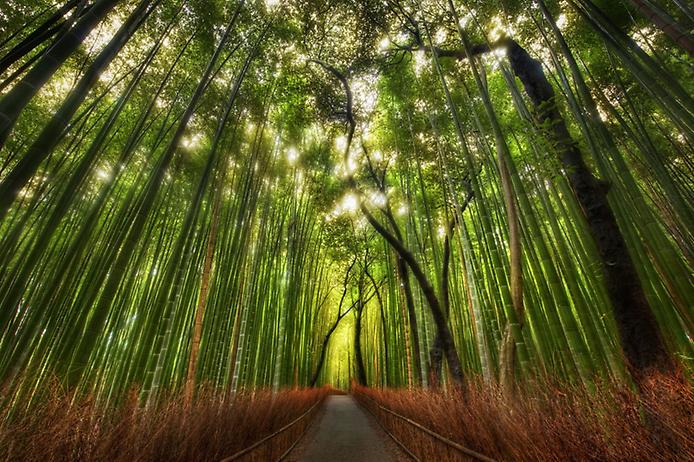 Бамбуковий ліс Саган (1)