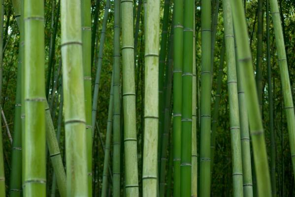 Красивий бамбуковий ліс Кіото (4)