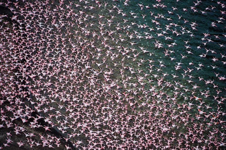 Рожеві фламінго озера Накуру в Кенії (8)