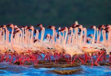 Рожеві фламінго озера Накуру в Кенії (4)
