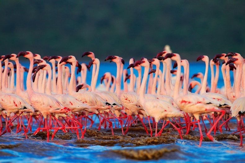Рожеві фламінго озера Накуру в Кенії (4)