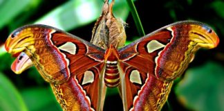 Найбільший в світі метелик живе в Гімалаях (1)