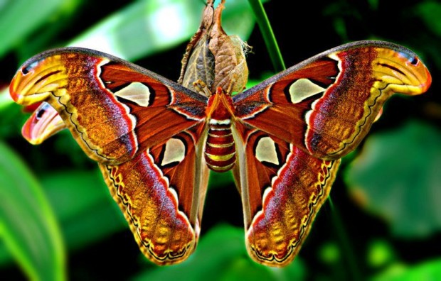 Найбільший в світі метелик живе в Гімалаях (1)