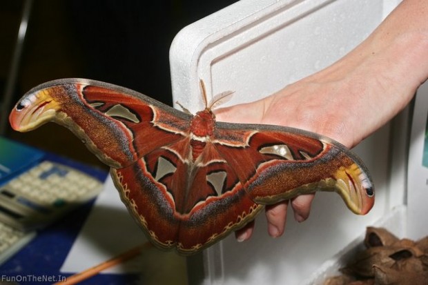 Найбільший в світі метелик живе в Гімалаях (5)