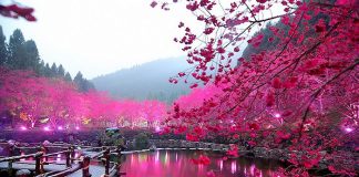 Фестиваль квітучої вишні. Дивовижне свято Cherry Blossom в Тайвані (1)