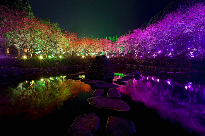 Фестиваль квітучої вишні. Дивовижне свято Cherry Blossom в Тайвані (4)