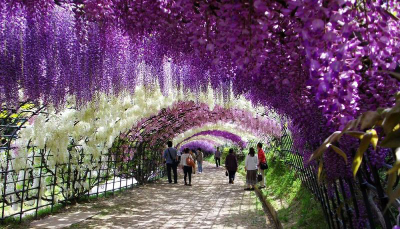 Тунель з гліциній в квітковому саду Каваті Фудзі (3)