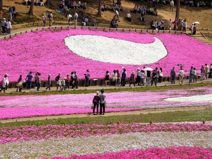 Весна в рожевих фарбах: квітучий парк Хіцужіяма (4)