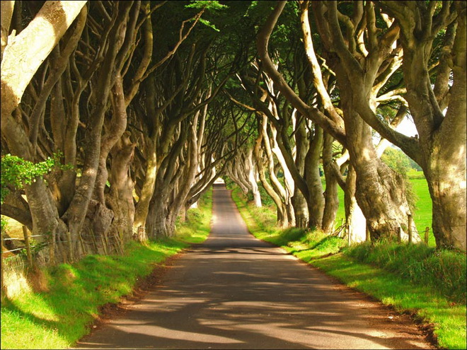 Химерний тунель Букова Алея, або Темна Алея (Dark Hedges) в Ірландії (фото) (2)