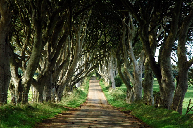 Химерний тунель Букова Алея, або Темна Алея (Dark Hedges) в Ірландії (фото) (3)