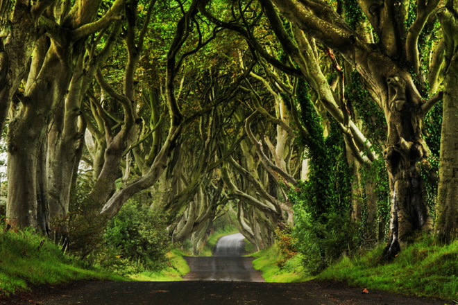 Химерний тунель Букова Алея, або Темна Алея (Dark Hedges) в Ірландії (фото) (5)