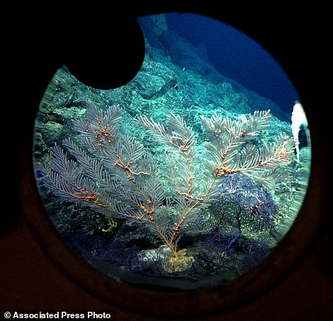 Unexplored Deep Sea Volcanoes