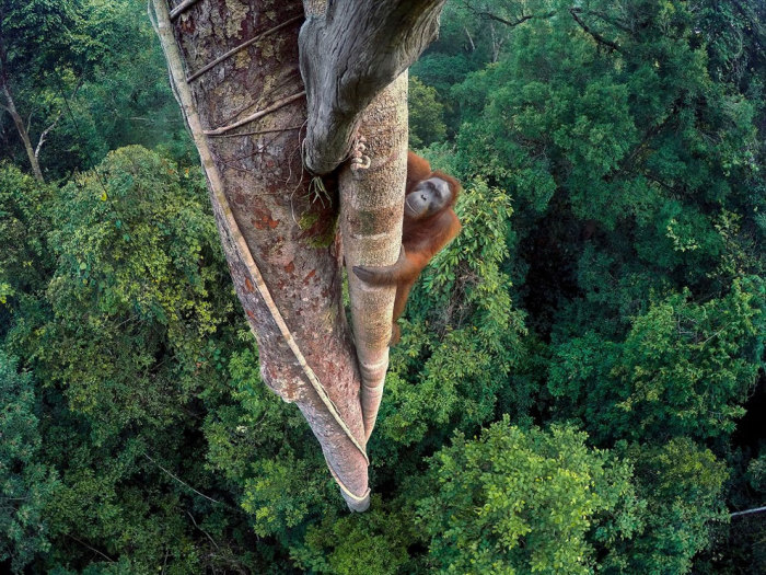 Величезний самець піднімається по тридцятиметрових дереву державному заповіднику Palung в Індонезії. Фотограф Тім Ламан (Tim Laman).  