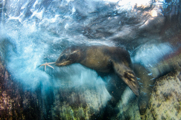 Морська тварина в безодні грає з морською зіркою. Фотограф Луїс Хав'єр Сандовал (Luis Javier Sandoval). 